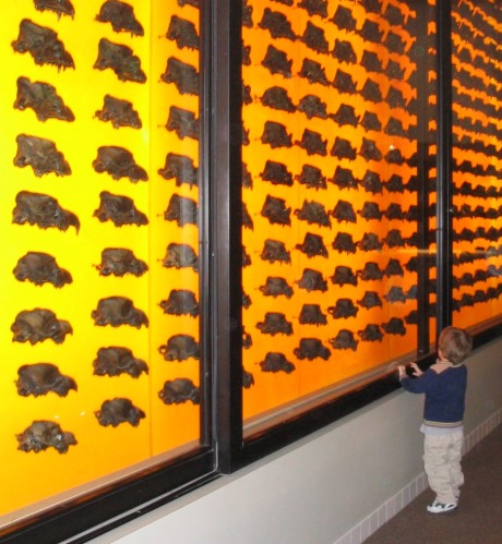 Once you move in, be sure to check out Brea's amazing Dire Wolf Exhibit at the La Brea Tarpits.