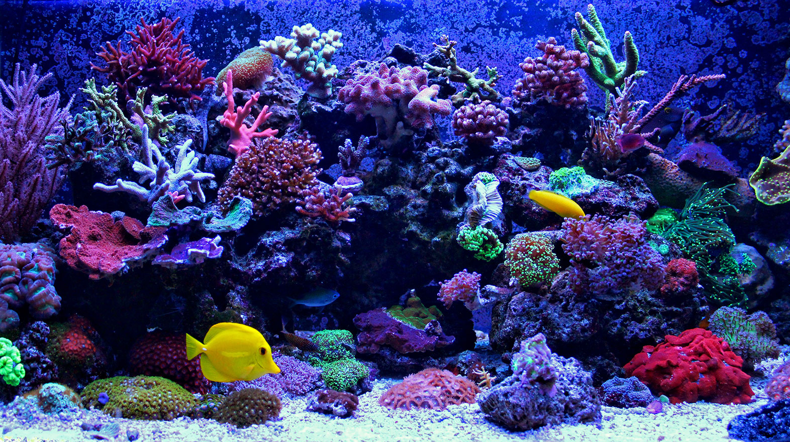 How to Safely Move a Fish Tank Meathead Movers